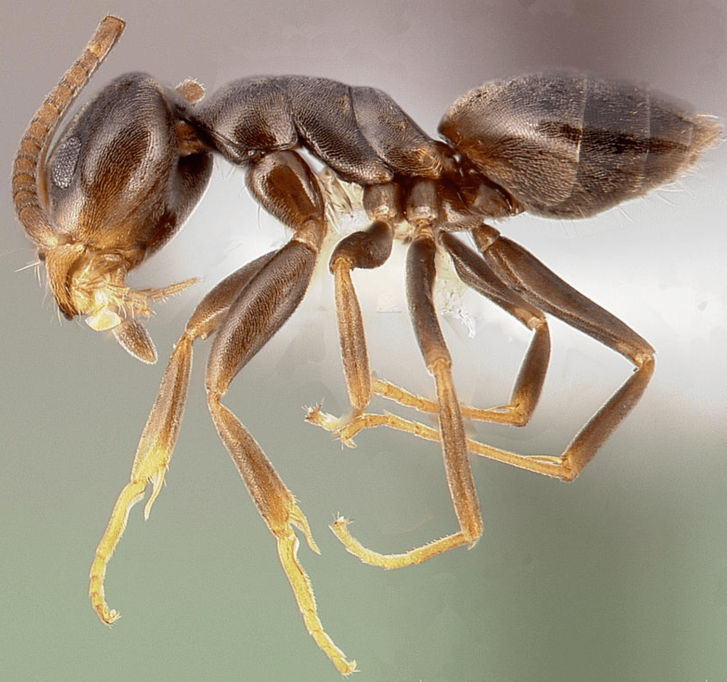 Odorous House Ant Odorous House Ant