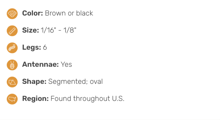 Odorous House Ant Specs
