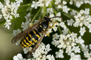 Yellow Jacket