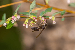 Bold Faced Hornet