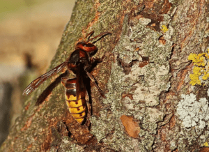Northern Giant Hornet