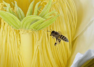 Honey Bee
