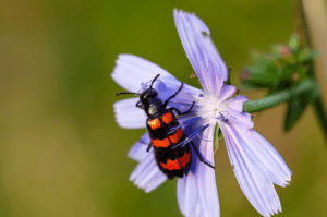 Blister Beetle