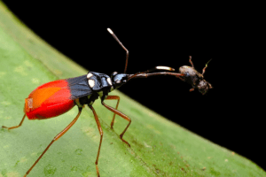 Assassin Bug
