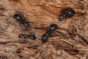 Carpenter Ant